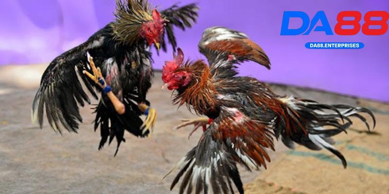 Các kèo cược đá gà tre